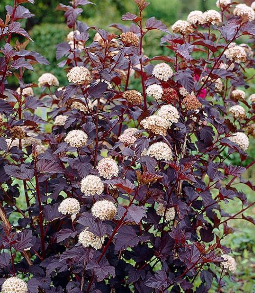 Physocarpus opulifolius 'Red Baron'
